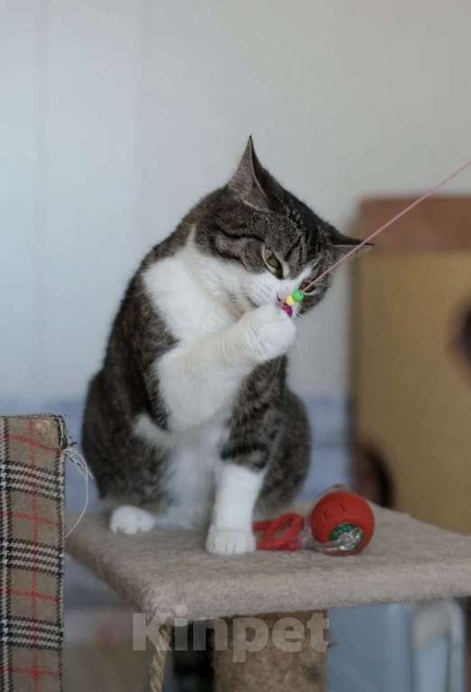 Кошки в Санкт-Петербурге: Шарлотта из приюта Девочка, Бесплатно - фото 4