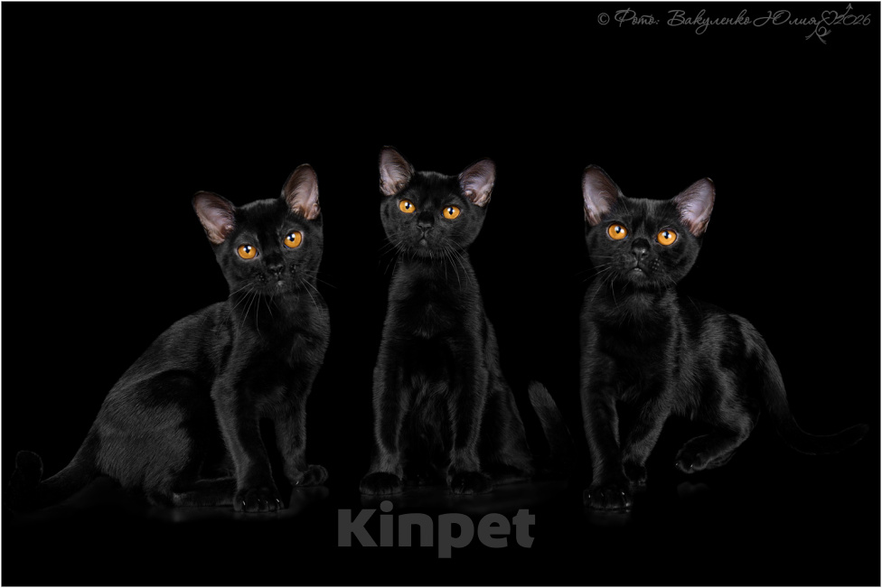 Кошки в Ростове-на-Дону: Котята породы Бомбей Мальчик, Бесплатно - фото 6