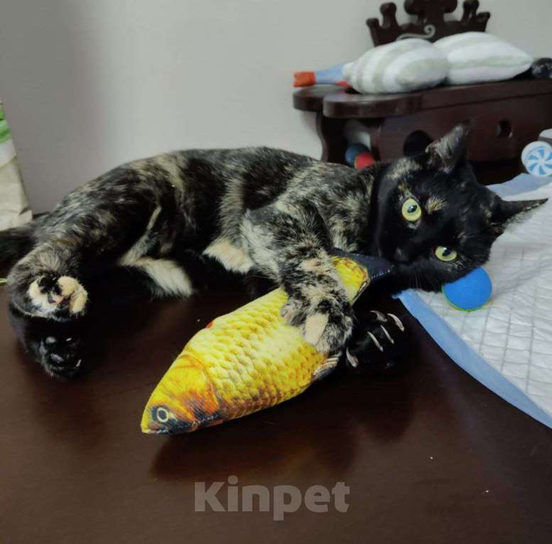 Кошки в Москве: 5 минут — вот сколько времени в день есть у Фифи, чтобы поиграться ь есть у Фифи,  Девочка, Бесплатно - фото 2