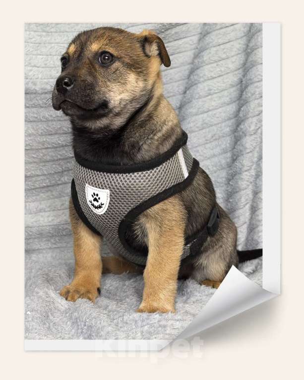 Собаки в Воронеже: Щенки Девочка, Бесплатно - фото 1