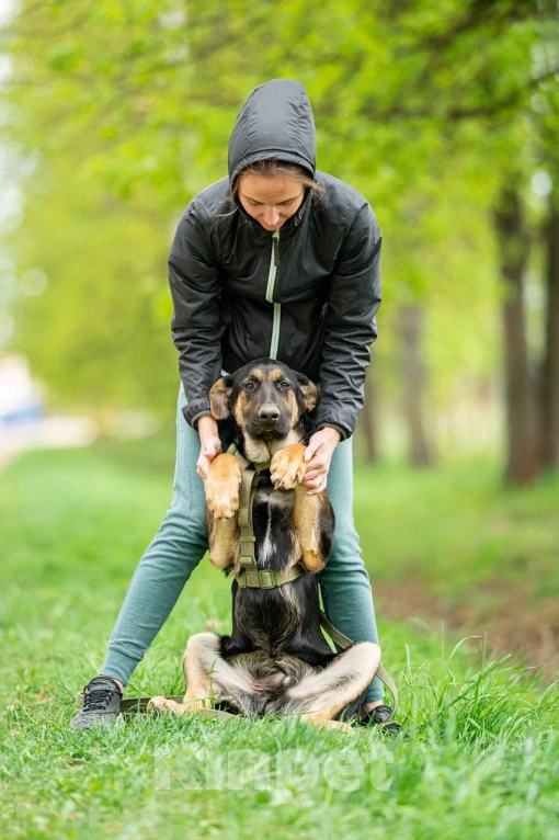 Собаки в Москве: Щенок в дар Мальчик, Бесплатно - фото 4