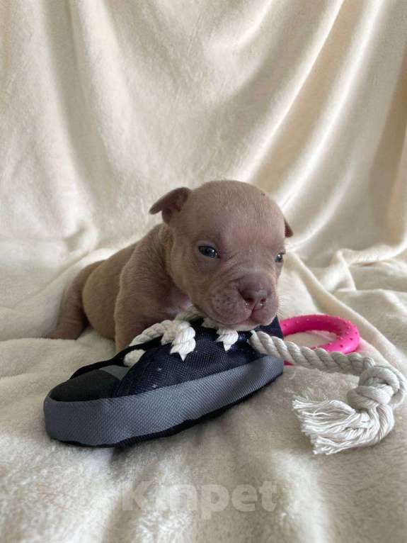 Собаки в Санкт-Петербурге: Щенок американского булли sm_bulli Muscat Мальчик, 120 000 руб. - фото 3