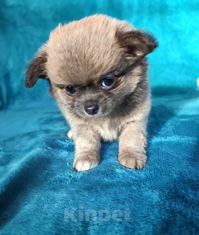 Собаки в Самаре: Красивый Мальчик чихуахуа Мальчик, Бесплатно - фото 4