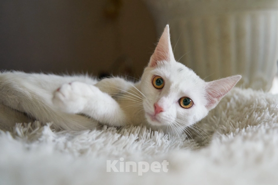 Кошки в Москве: Одетта в поисках дома Девочка, Бесплатно - фото 2