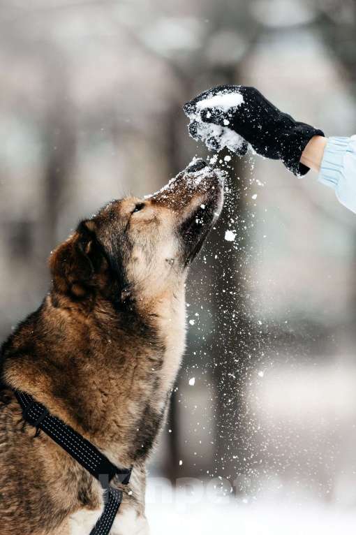 Собаки в Москве: Брутальный Рони в добрые руки Мальчик, Бесплатно - фото 7