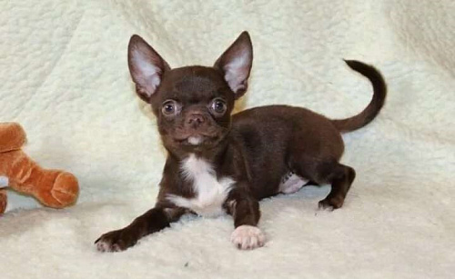 Шоколадная девочка- чихуа