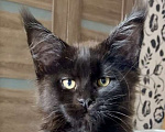 Кошки в Мурманске: Котенок мейн-кун Девочка, 50 000 руб. - фото 1