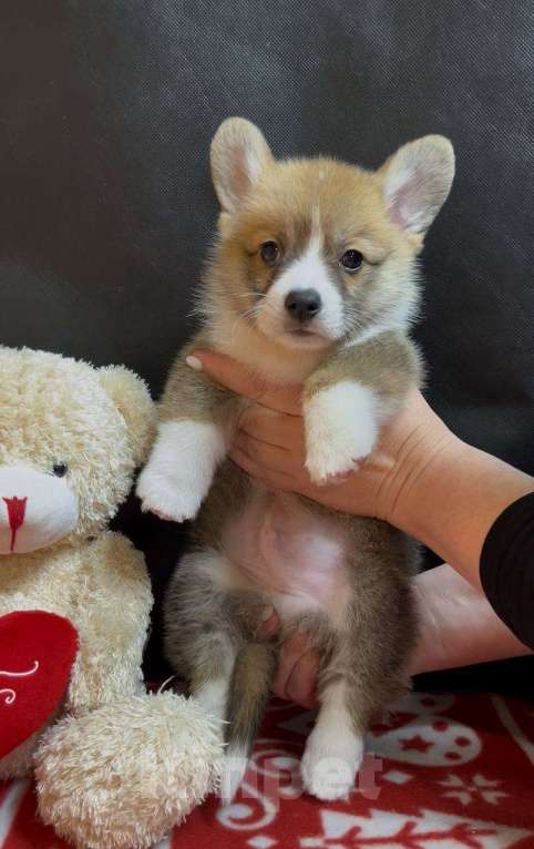 Собаки в других городах Московской области: Вельш корги пемброк мальчик с хвостиком Мальчик, 38 000 руб. - фото 5