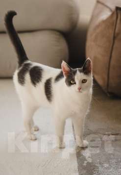 Кошки в Москве: Ариша замечательная кошечка и ей нужен дом! Девочка, Бесплатно - фото 3