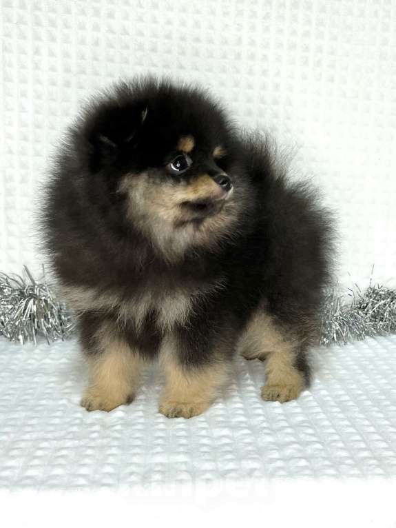 Собаки в Туле: Мальчик черно-подпалый щенок  Мальчик, 35 000 руб. - фото 2