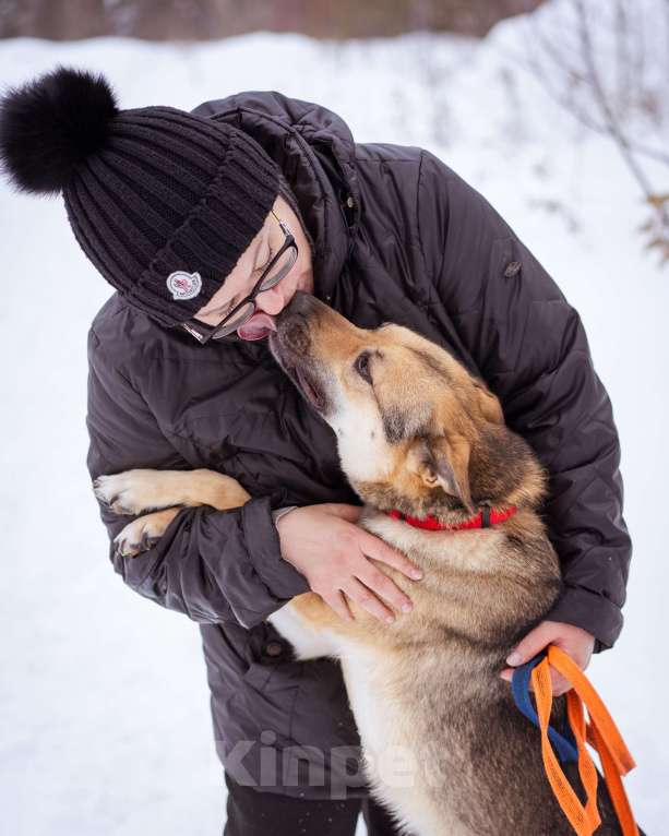 Собаки в Москве: Небольшая очень ласковая девочка из приюта Девочка, Бесплатно - фото 5