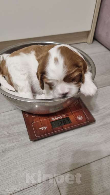 Собаки в Москве: Маленькая Принцесса) Девочка, 150 000 руб. - фото 4