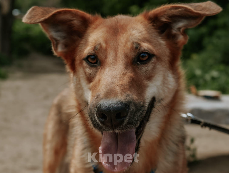 Собаки в Москве: Рыжая лапочка Груша Девочка, Бесплатно - фото 3