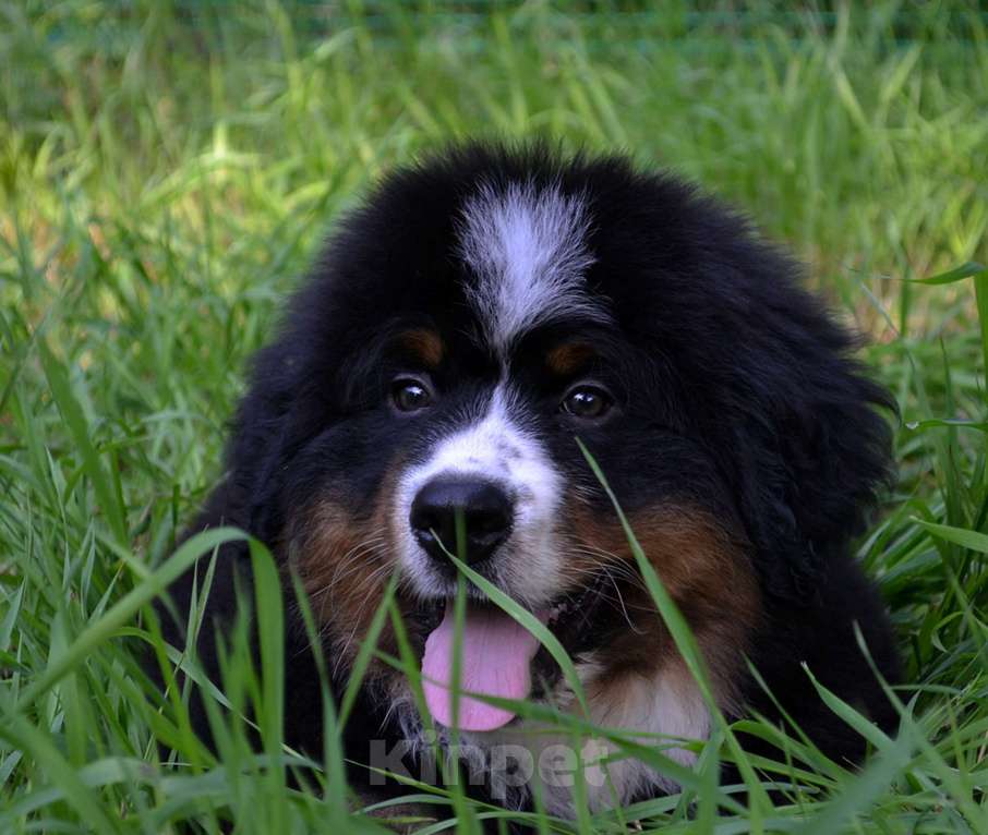 Собаки в Москве: Мальчик Бернского зенненхунда  Мальчик, 80 000 руб. - фото 3