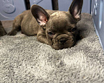 Собаки в Химках: Французский бульдог щенки Мальчик, 60 000 руб. - фото 8