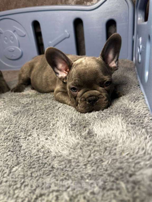 Собаки в Химках: Французский бульдог щенки Мальчик, 60 000 руб. - фото 8