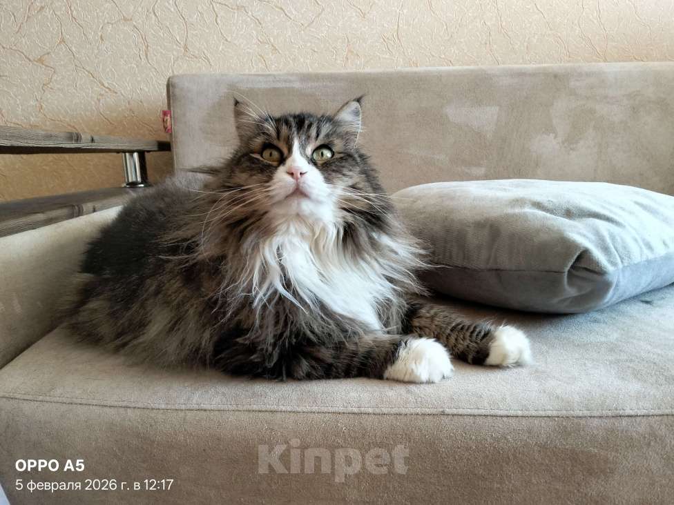 Кошки в Воронеже: Люсьена - взрослая кошка со спокойным характером ищет дом Девочка, Бесплатно - фото 4
