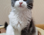 Кошки в Перми: Котенок Мейн Кун Девочка, 25 000 руб. - фото 6