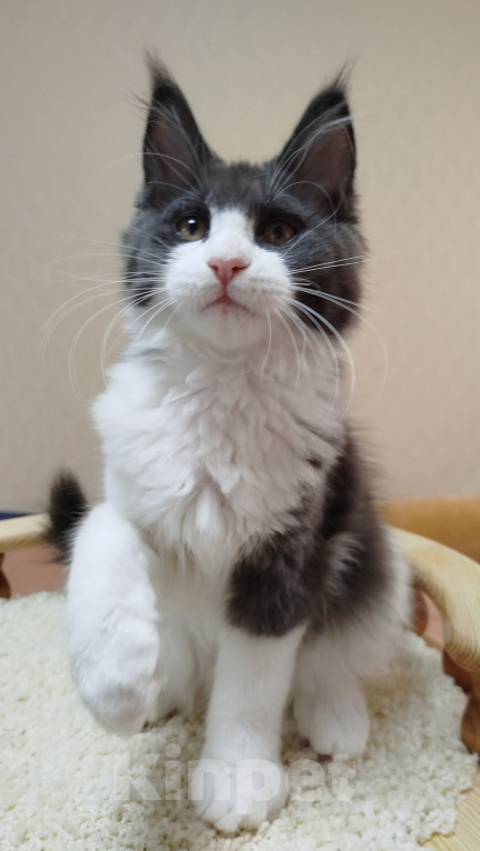 Кошки в Перми: Котенок Мейн Кун Девочка, 25 000 руб. - фото 6