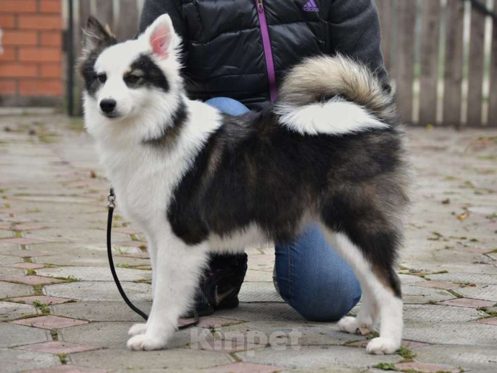 Собаки в Москве: Ненецкая оленегонная лайка. Сука Алекса. Девочка, 60 000 руб. - фото 1