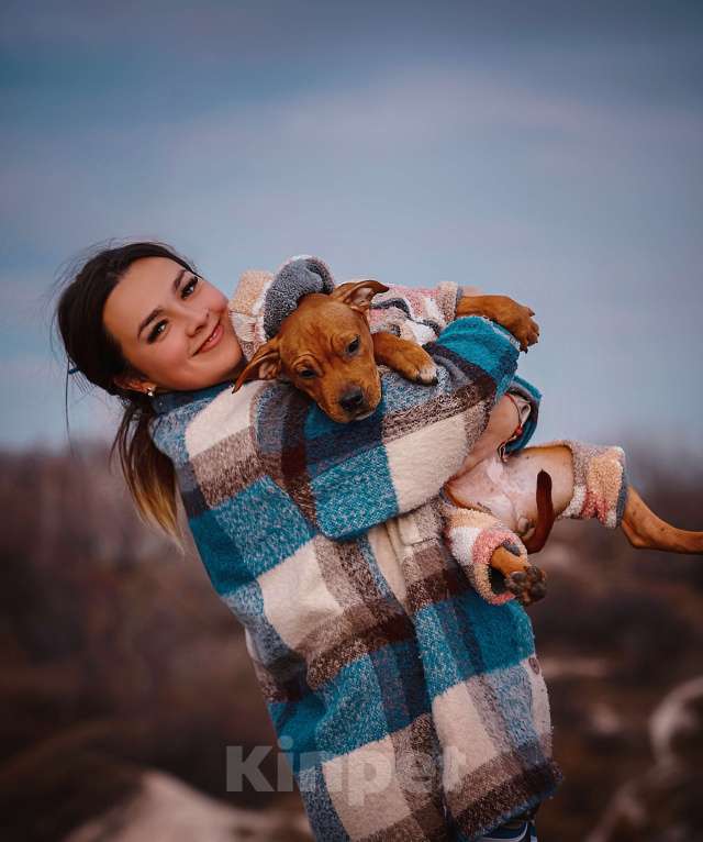 Собаки в Москве: Стильная девочка амстаффа  Девочка, 35 000 руб. - фото 5