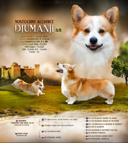 Собаки в других городах Московской области: Щенки вельш корги пемброк. Д.Р. 25.05.2025 Гуль-Дара Жоффрей Мальчик, Бесплатно - фото 9