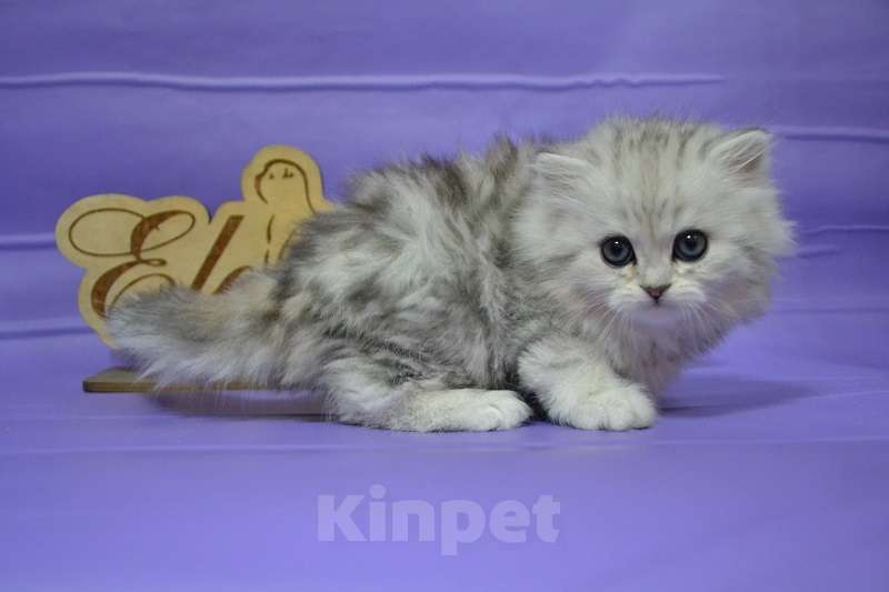 Кошки в Москве: Хайленд страйт мраморный мальчик Мальчик, 40 000 руб. - фото 1