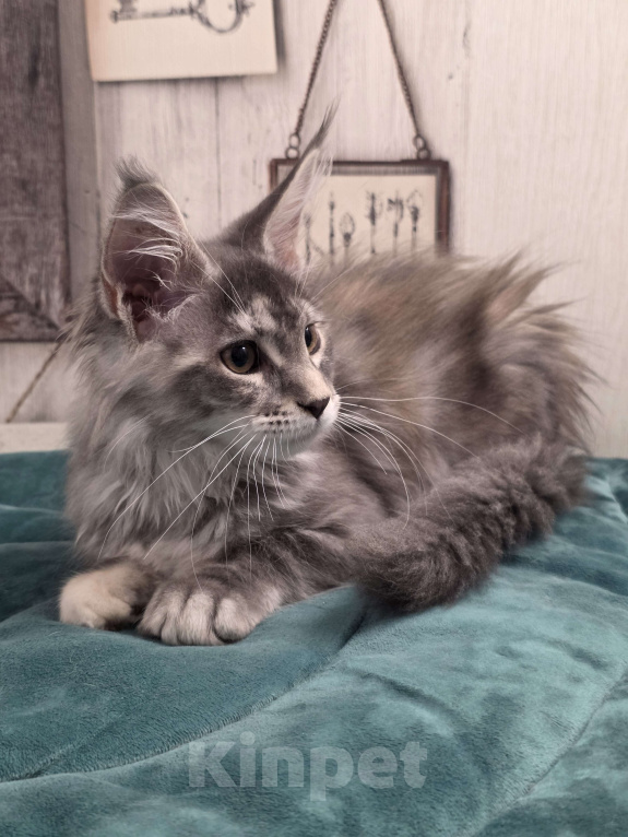 Кошки в Ставрополе: Котята мейн-кун Разнополые, 30 000 руб. - фото 7