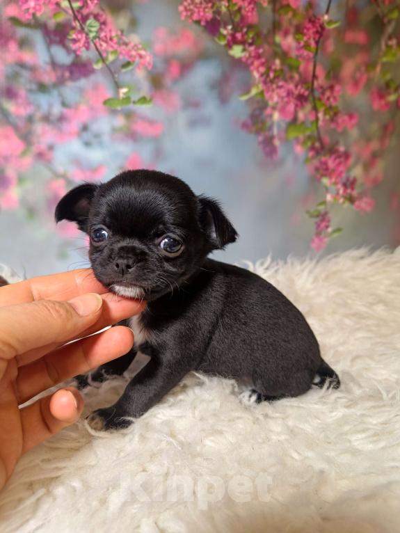 Собаки в Москве: Черная жемчужина Девочка, 75 000 руб. - фото 5