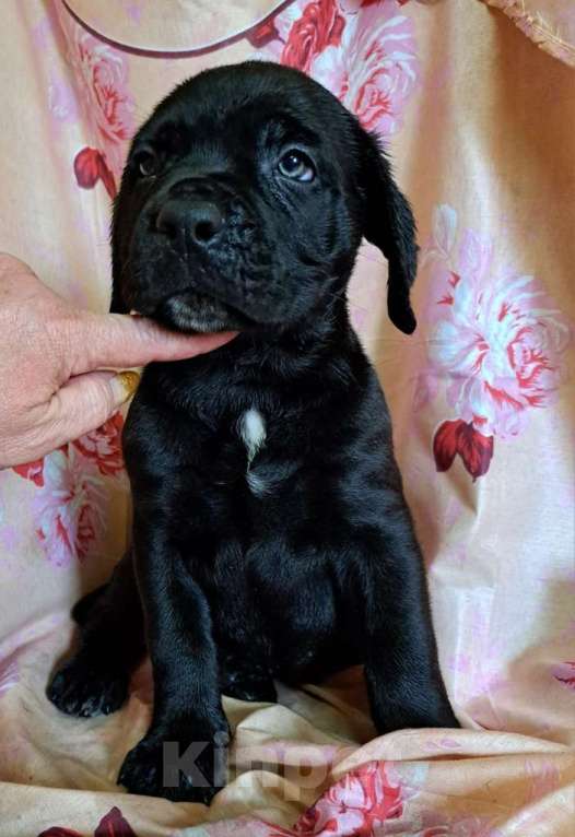 Собаки в других городах Московской области: Красивый черный мальчик Мальчик, 40 000 руб. - фото 3