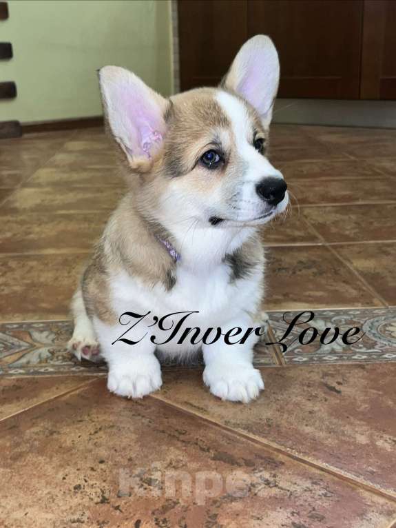 Собаки в Краснодаре: Щенки вельш корги пемброк Девочка, 60 000 руб. - фото 2
