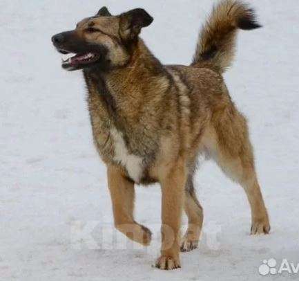 Собаки в Москве: Мира Девочка, Бесплатно - фото 3