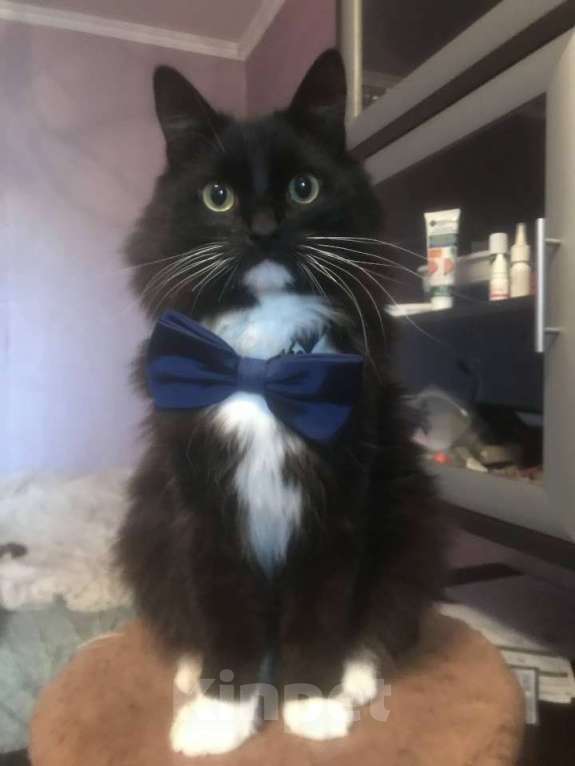 Кошки в Казани: Кот Крошик в добрые руки срочно до 20 декабря найти дом Мальчик, Бесплатно - фото 1