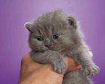 Кошки в Колпашево: Котята к Новому Году, 6 000 руб. - фото 5
