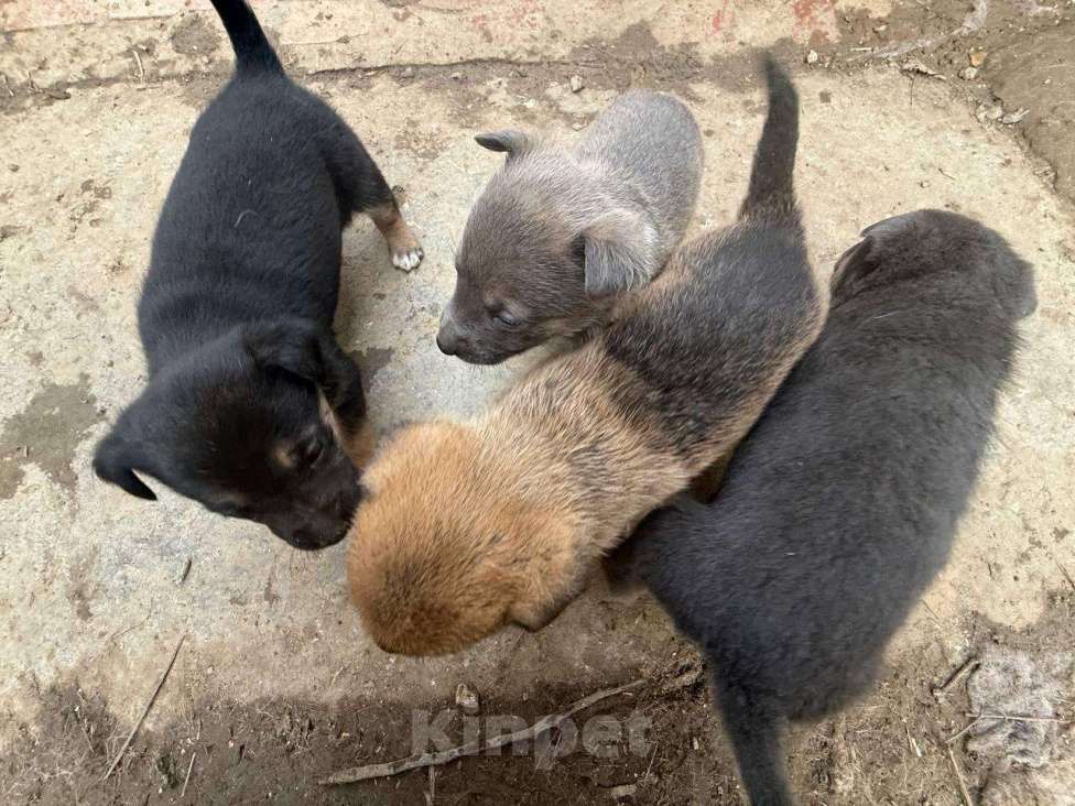 Собаки в других городах Крыма: Отдам 5 щенков в добрые руки / Крым, Нижнегорский р-н Разнополые, Бесплатно - фото 3