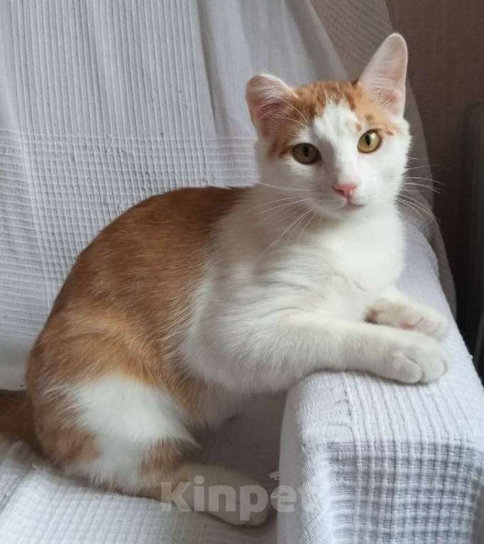 Кошки в Санкт-Петербурге: Ласковый Яша в добрые руки Мальчик, Бесплатно - фото 4