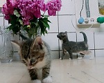 Кошки в Санкт-Петербурге: Монастырские котята Разнополые, Бесплатно - фото 5