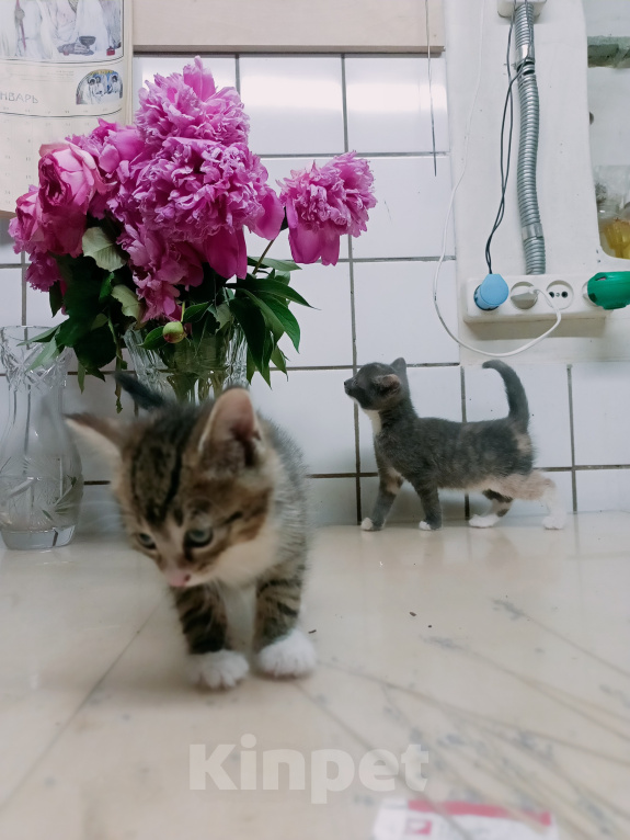 Кошки в Санкт-Петербурге: Монастырские котята Разнополые, Бесплатно - фото 5