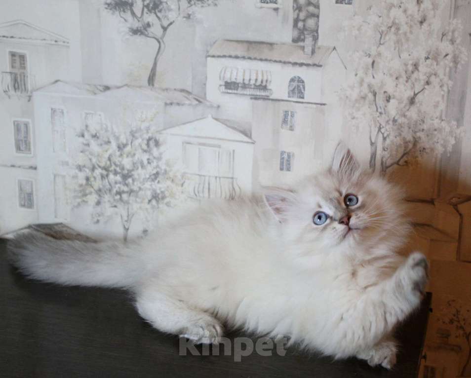 Кошки в Кирове: Шикарный малыш  Мальчик, 30 000 руб. - фото 2