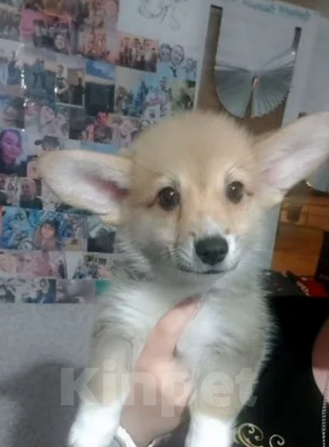 Собаки в Тольятти: Продам щенка  Девочка, Бесплатно - фото 3