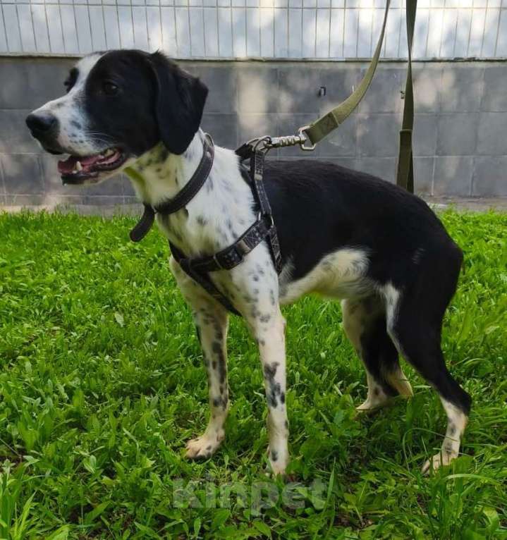 Собаки в Москве: Красивый щенок Лола Девочка, Бесплатно - фото 3