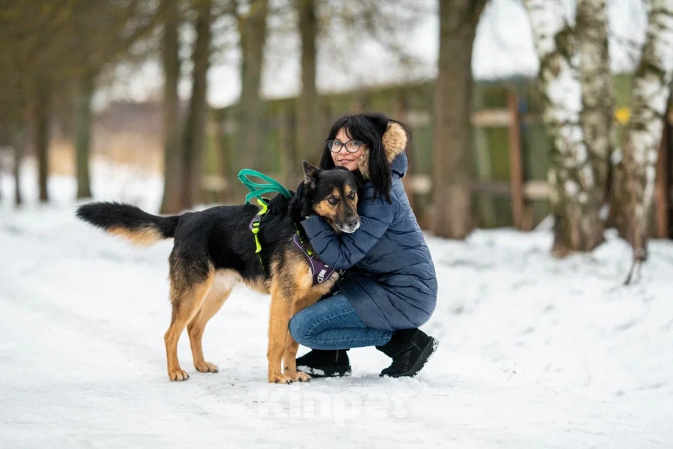 Собаки в Москве: Красавчик Арчи Мальчик, Бесплатно - фото 4