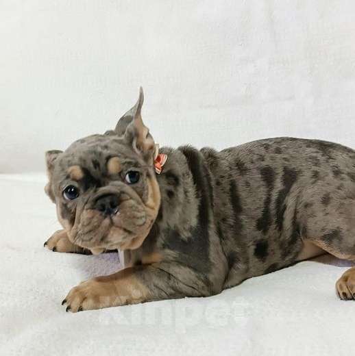 Собаки в Москве: Красивый мальчик Мальчик, 60 000 руб. - фото 3