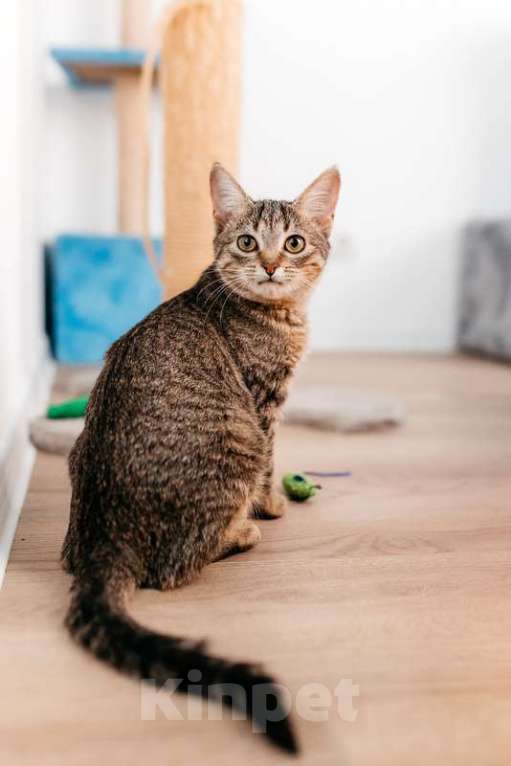 Кошки в Москве: Полосатый котенок Веста в добрые руки Девочка, 1 руб. - фото 3