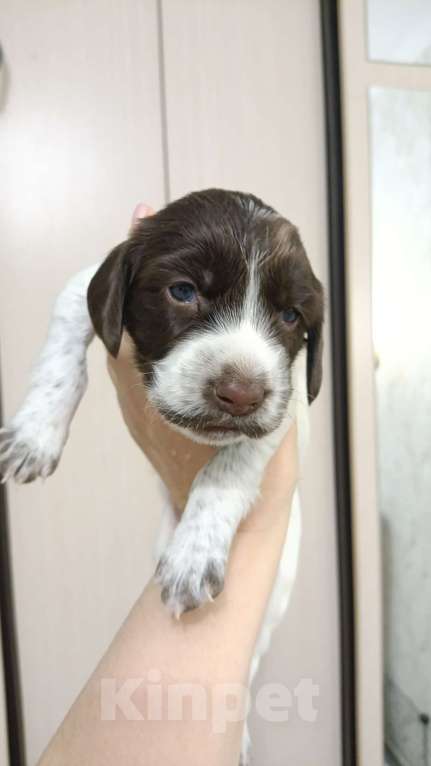 Собаки в других городах Новосибирской области: Девочка 1 Девочка, 10 000 руб. - фото 1