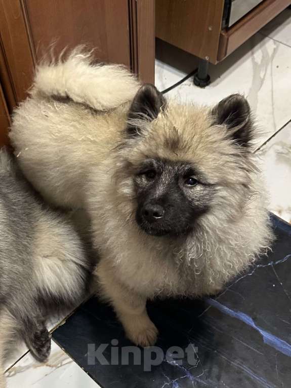 Собаки в Москве: Джоув Божественный Из Воронцовского Дворца  Мальчик, 50 000 руб. - фото 5