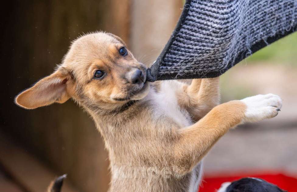 Собаки в Москве: Дина Девочка, Бесплатно - фото 6