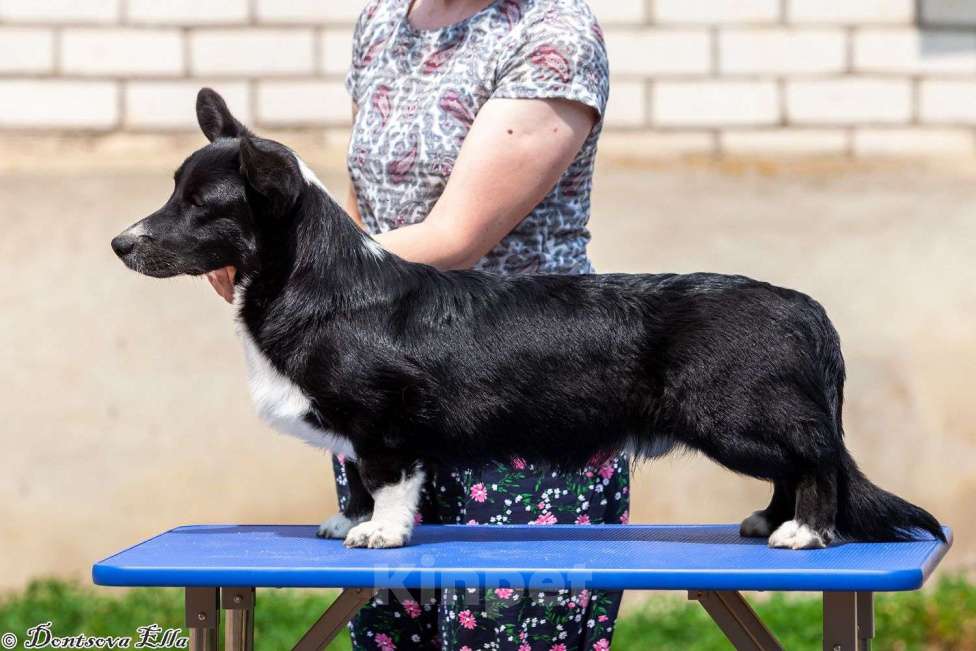 Собаки в других городах Московской области: Корги триколоры  Мальчик, 30 000 руб. - фото 4