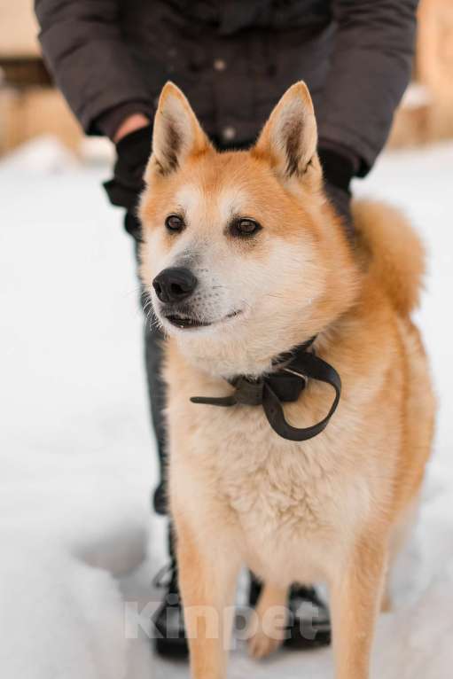 Собаки в Санкт-Петербурге: Яркий спокойный Рыжик из приюта Мальчик, Бесплатно - фото 4