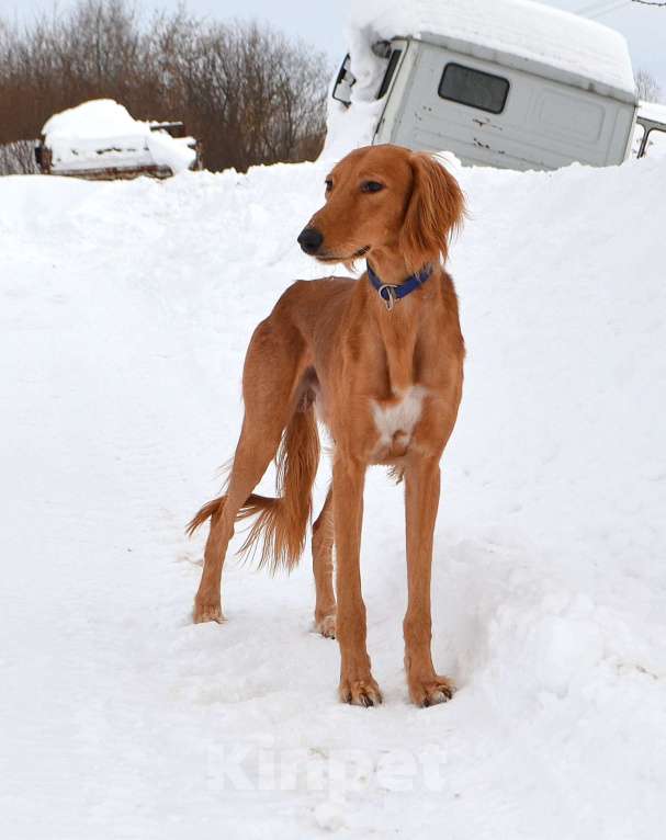 Собаки в Глазове: ADDIL ASSAD Мальчик, Бесплатно - фото 6